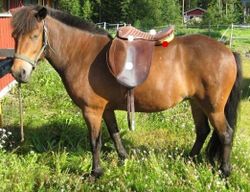 Icelandic Saddle
